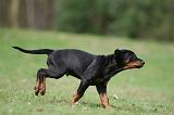 DOBERMANN 304